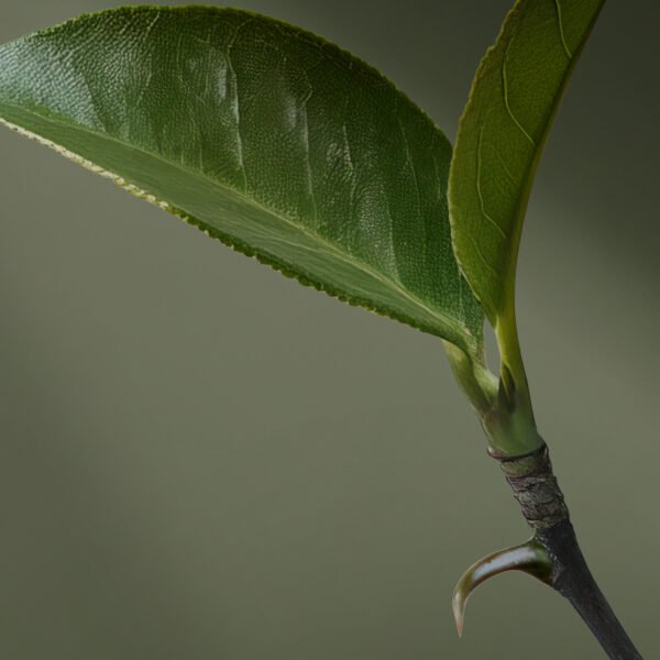 20014139-05 Crema para Manos Body Spa Uña de Gato, 50g